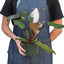 Philodendron 'Pink Princess' - Variegated Aroid