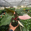Philodendron 'Pink Princess' - Variegated Aroid