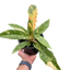 Philodendron 'Ring of Fire' - Variegated