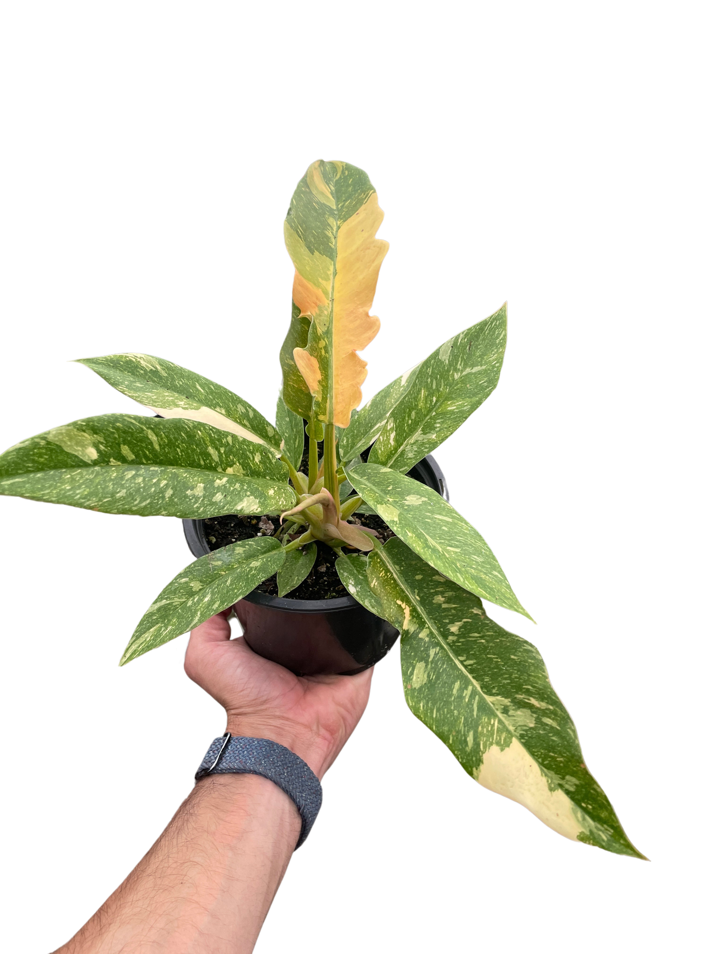 Philodendron 'Ring of Fire' - Variegated