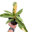 Philodendron 'Ring of Fire' - Variegated