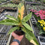Philodendron 'Ring of Fire' - Variegated