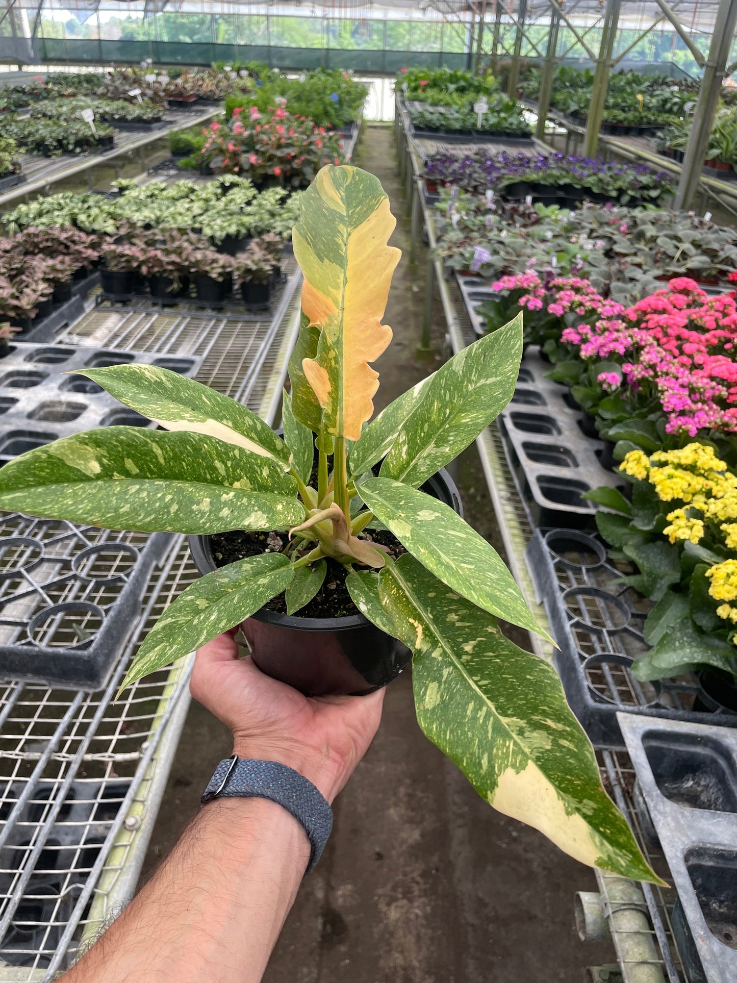 Philodendron 'Ring of Fire' - Variegated