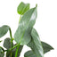 Philodendron 'Silver Sword'