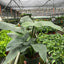 Philodendron 'Silver Sword'