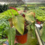 Philodendron 'Strawberry Shake'
