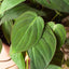 Philodendron ‘Velvet’ | Lush Trailing Foliage Plant