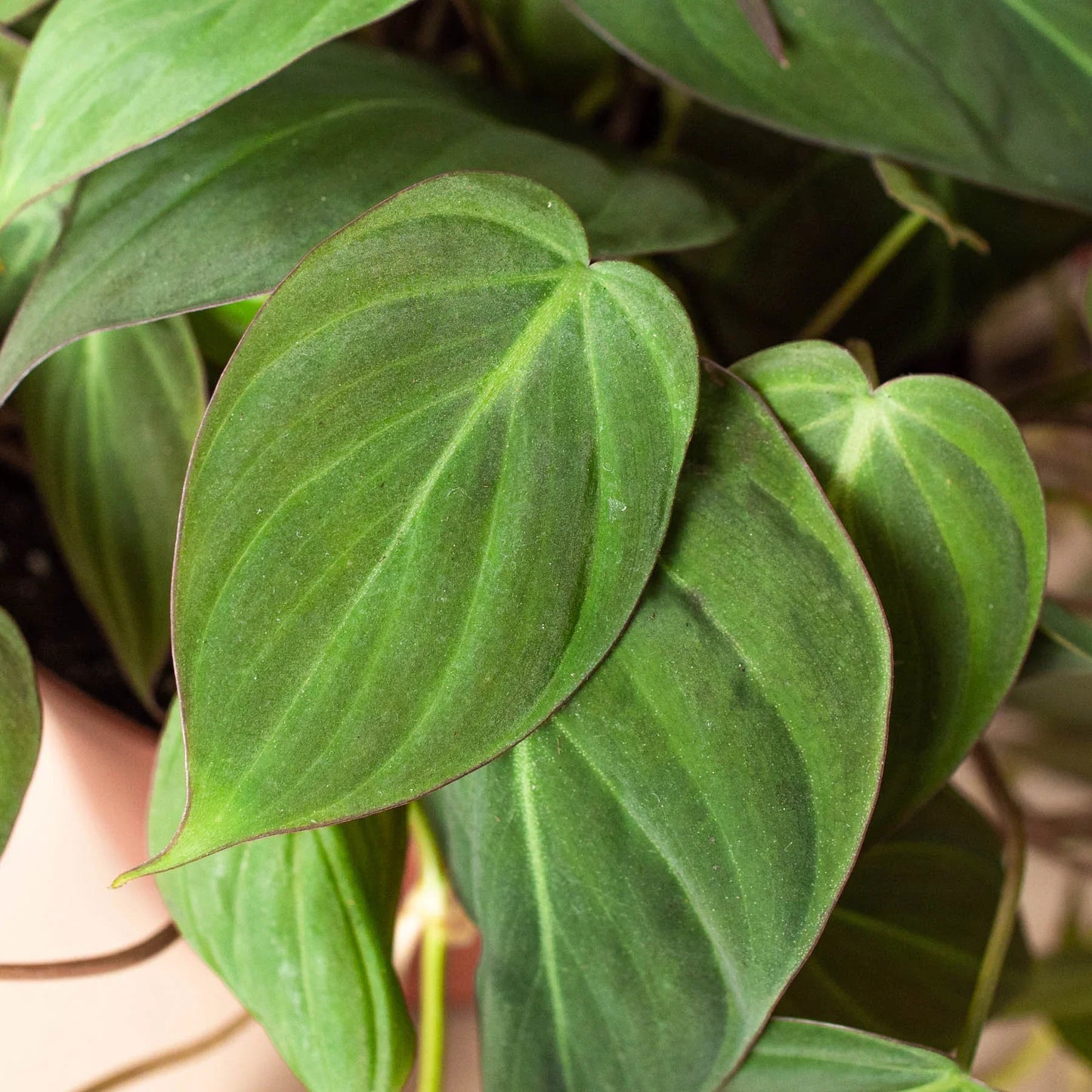 Philodendron ‘Velvet’ | Lush Trailing Foliage Plant