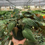 Philodendron ‘Velvet’ | Lush Trailing Foliage Plant