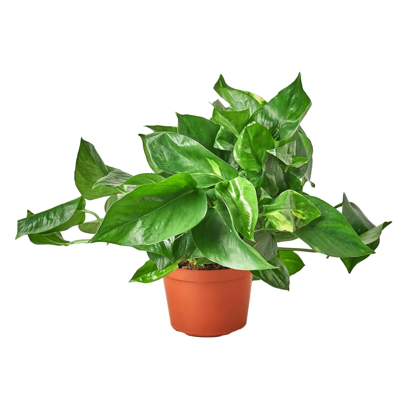 Golden Pothos | Trailing, Easy-Care Hanging Vine