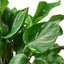 Golden Pothos | Trailing, Easy-Care Hanging Vine