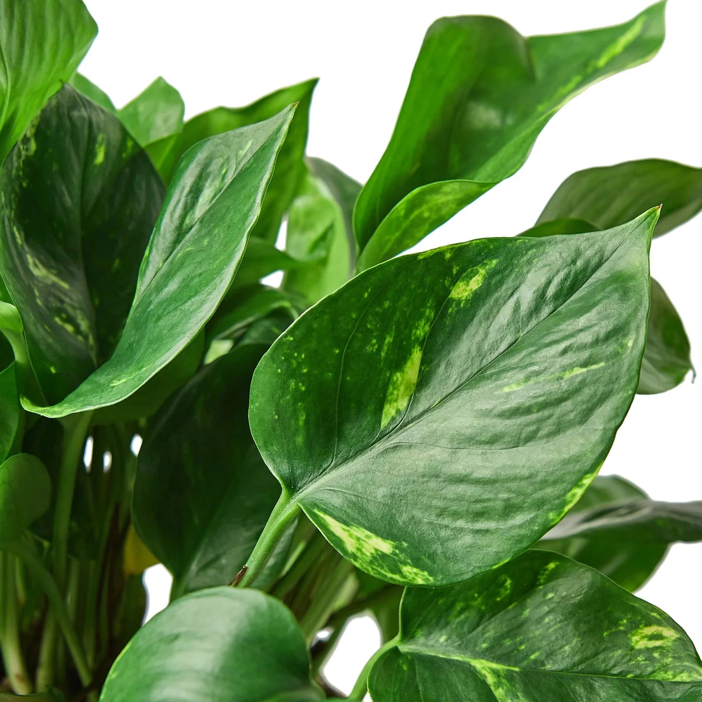 Golden Pothos | Trailing, Easy-Care Hanging Vine