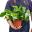 Golden Pothos | Trailing, Easy-Care Hanging Vine