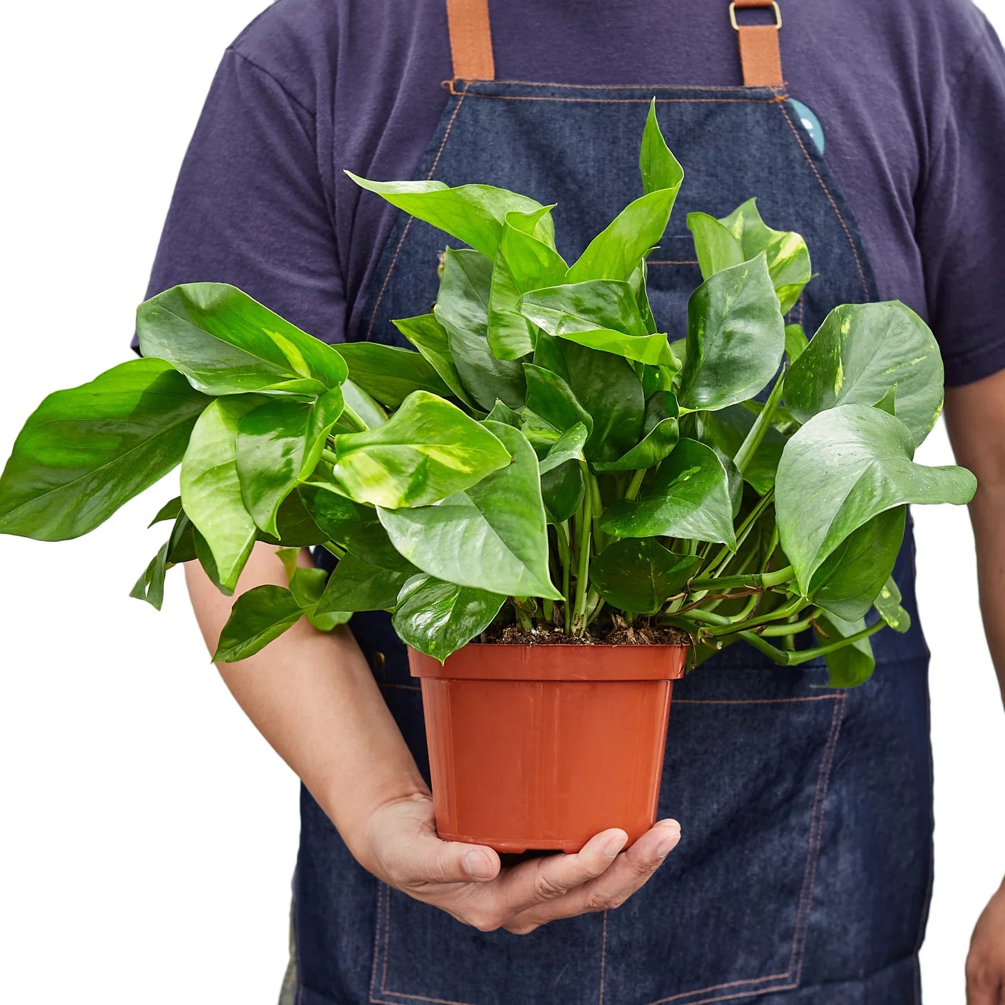 Golden Pothos | Trailing, Easy-Care Hanging Vine