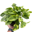 Pothos 'Lemon Meringue'