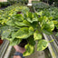 Pothos 'Lemon Meringue'