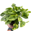 Pothos 'Lemon Meringue'