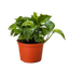 Pothos 'Lemon Top'