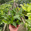 Pothos Skeleton Key