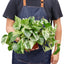 Marble Queen Pothos | White Variegated Vine