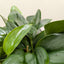 Scindapsus Platinum Java