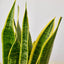 Snake Plant ‘Laurentii’ | Bold, Air-Purifying Foliage