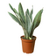 Snake Plant 'Sayuri'