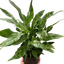 Variegated Spathiphyllum 'Domino'