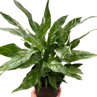Variegated Spathiphyllum 'Domino'