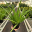 Aloe Vera | Healing Succulent for Easy Indoor Care