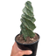 Cereus forbesii 'Spiralis'