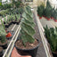 Cereus forbesii 'Spiralis'