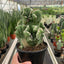 Succulent Cereus Coral Green