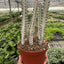 Succulent Euphorbia 'Dragon Bone'