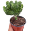 Succulent Euphorbia Lactea Mermaid Tail