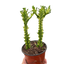 Euphorbia 'Mint Cream'