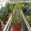 Euphorbia 'Mint Cream'