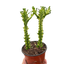 Euphorbia 'Mint Cream'