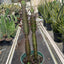 Succulent Euphorbia 'Trigona Rubra'