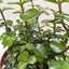 Succulent 'Elephant Bush'