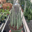 Senecio Stapeliiformis Pickle Plant