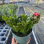Zygocactus 'Christmas Cactus'