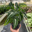 Syngonium wendlandii 'Black Velvet'