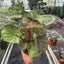 Syngonium Merry