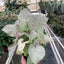 Syngonium 'Milk Confetti'