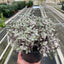 Tradescantia Callisia 'Pink Panther'