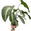 Xanthosoma 'Lendenii'