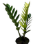 Zamioculcas 'Chameleon'