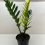 Zamioculcas 'Chameleon'