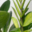Zamioculcas 'Chameleon'